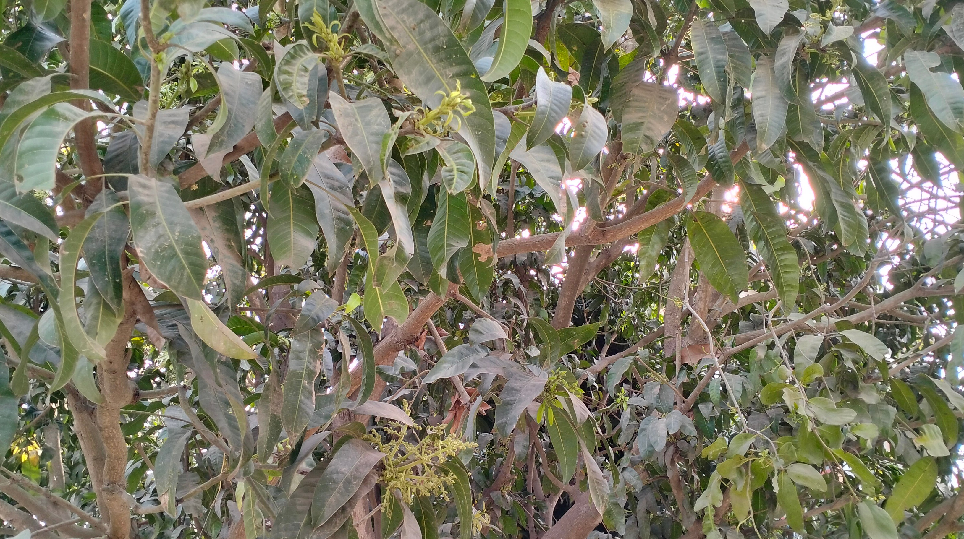 চাঁপাইনবাবগঞ্জে  বৃষ্টিপাতে  আম,ধানসহ মাঠে থাকা সব ফসলের উপকারের আশা